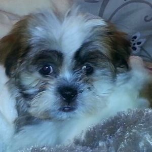 Meet your Posher, Glenda